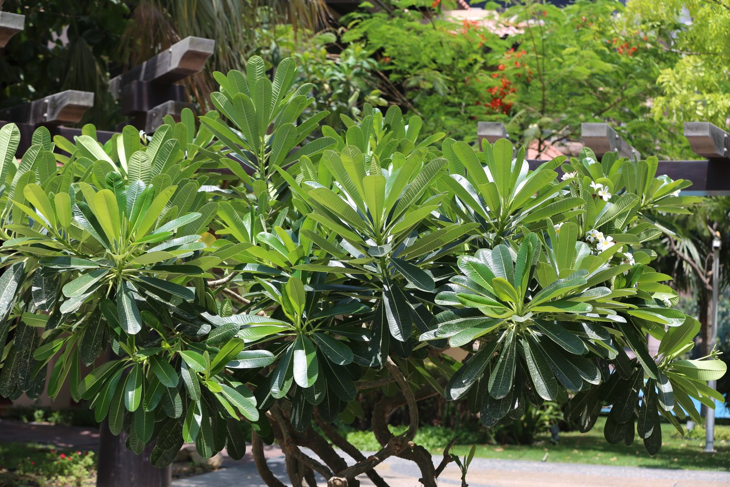 Dating safe during pandemic season