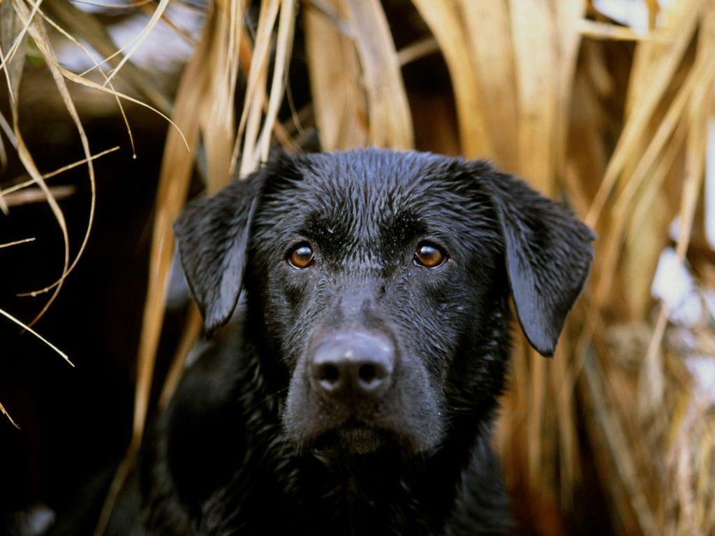 What is Lorem Ipsum?