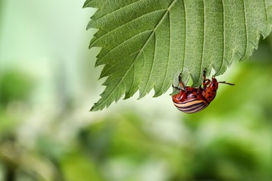 Photo of Colorado potato beetle on green leaf against blurred background, closeup. Space for text