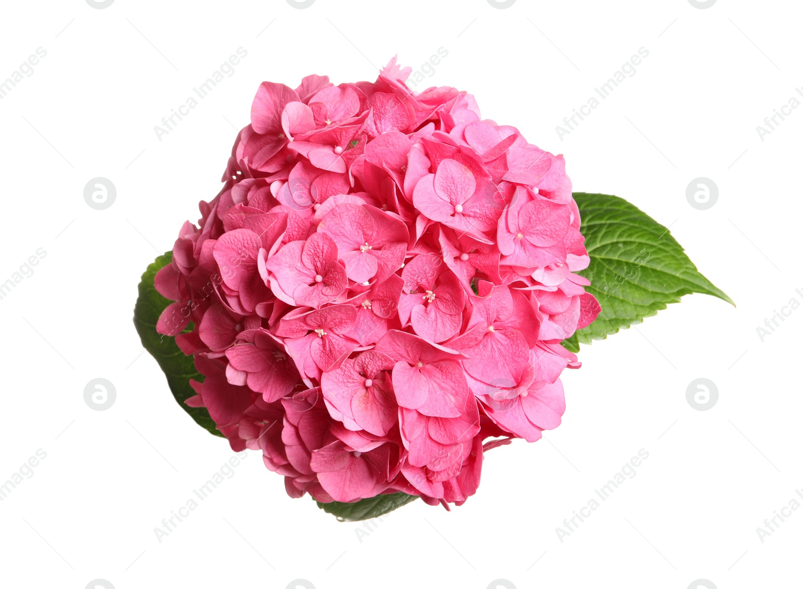 Delicate pink hortensia flowers with green leaves on white background, top view Photo of Delicate pink hortensia flowers with green leaves on white background, top view