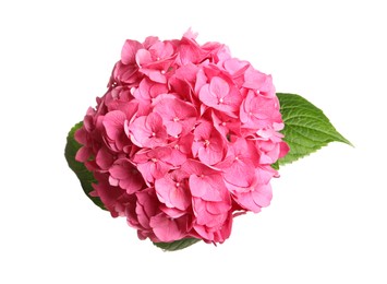 Delicate pink hortensia flowers with green leaves on white background, top view Photo of Delicate pink hortensia flowers with green leaves on white background, top view