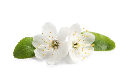 Beautiful cherry blossoms with green leaves isolated on white Photo of Beautiful cherry blossoms with green leaves isolated on white