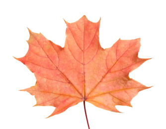 Photo of Beautiful leaf isolated on white. Autumn season