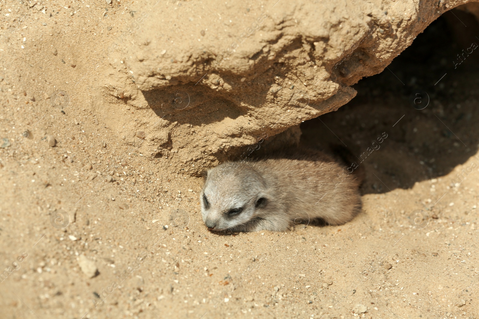 Cute meerkat at enclosure in zoo on sunny day Photo of Cute meerkat at enclosure in zoo on sunny day