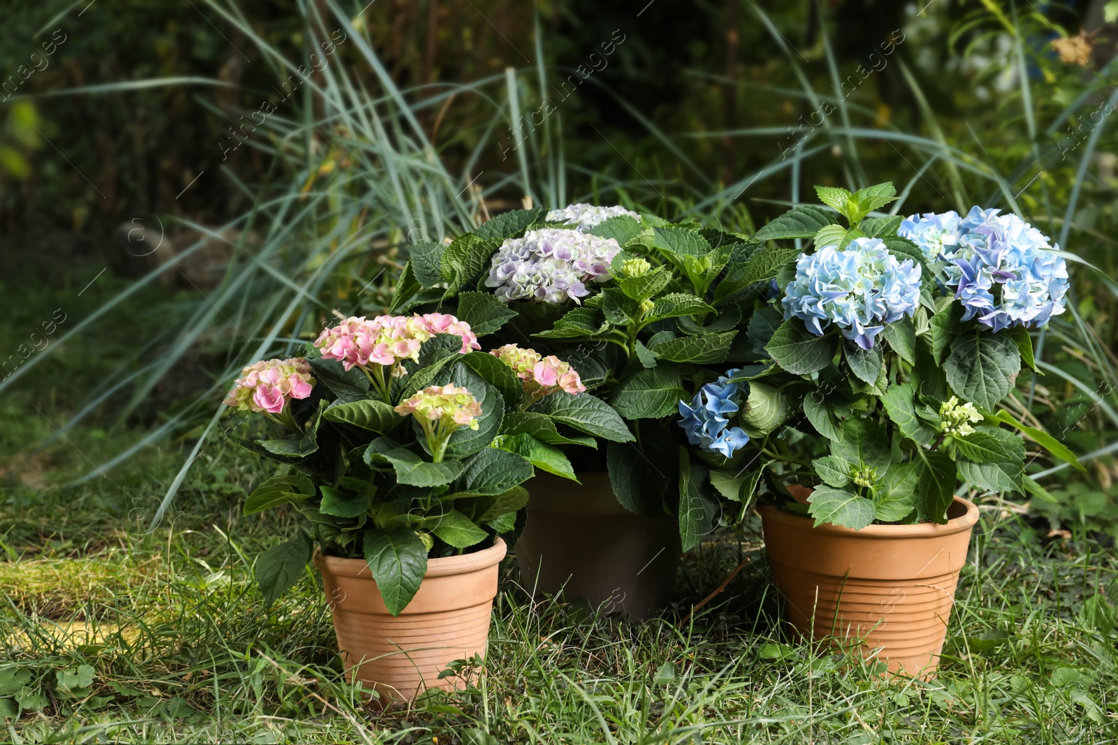 Beautiful blooming hortensia plants in pots outdoors Photo of Beautiful blooming hortensia plants in pots outdoors