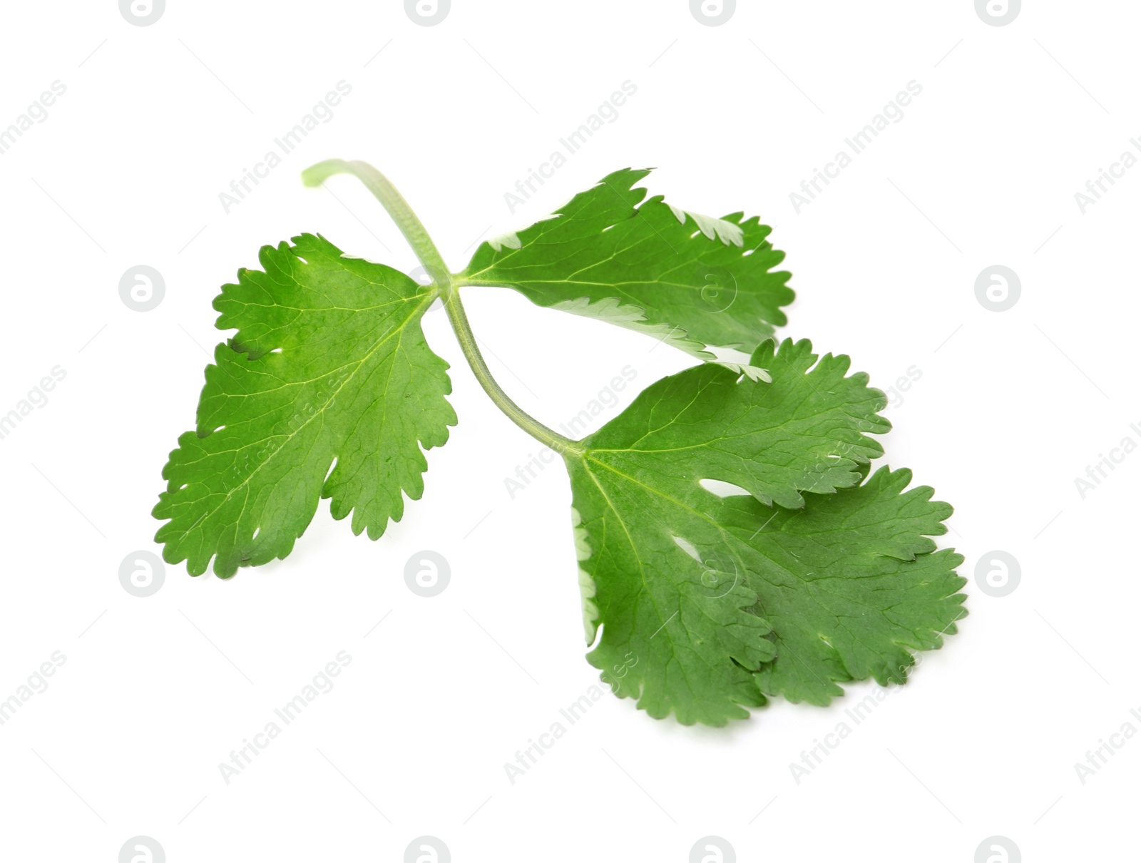 Aromatic fresh green cilantro isolated on white Photo of Aromatic fresh green cilantro isolated on white