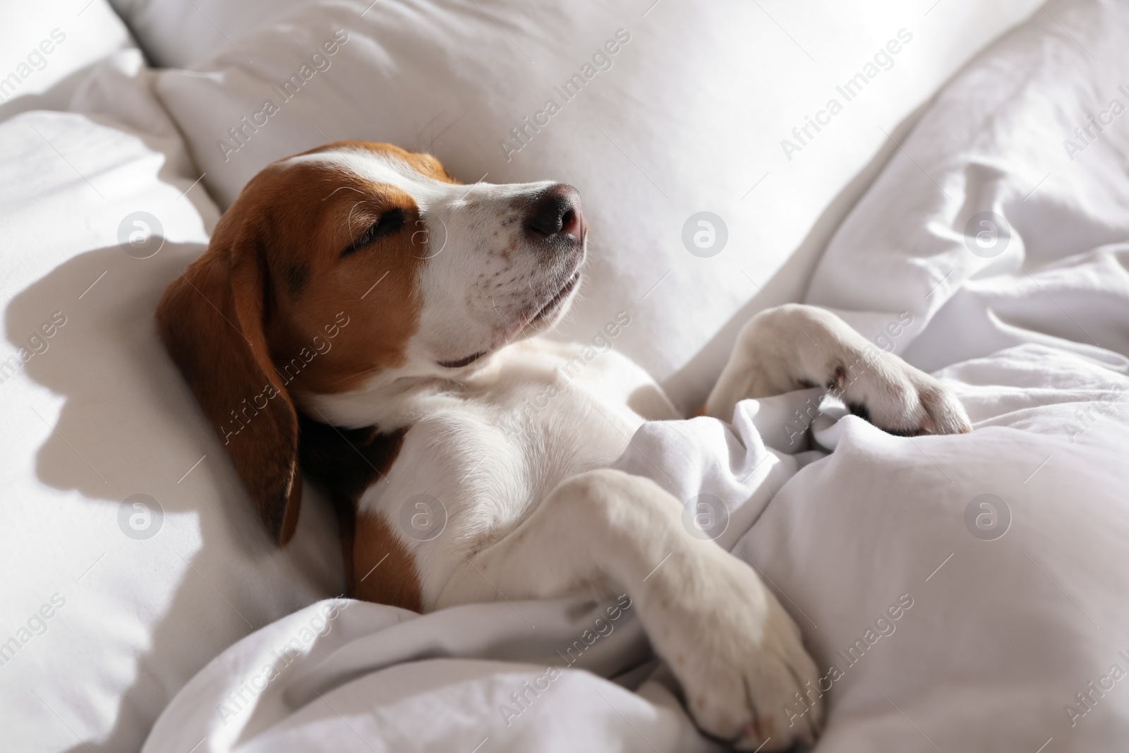 Cute Beagle puppy sleeping in bed. Adorable pet Photo of Cute Beagle puppy sleeping in bed. Adorable pet