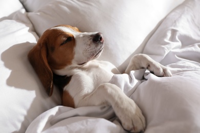 Cute Beagle puppy sleeping in bed. Adorable pet Photo of Cute Beagle puppy sleeping in bed. Adorable pet
