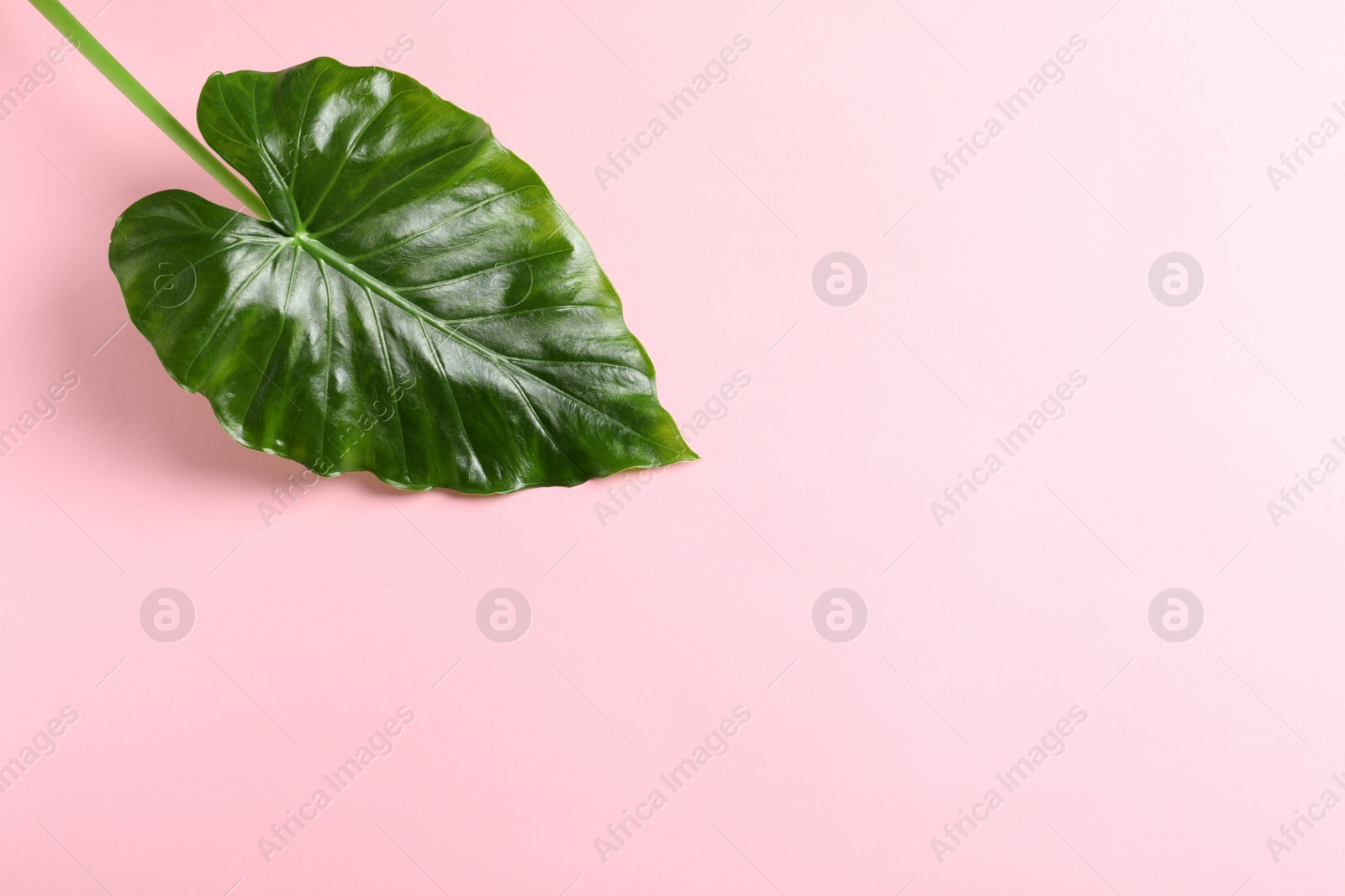 Beautiful tropical Taro plant leaf on color background, top view Photo of Beautiful tropical Taro plant leaf on color background, top view