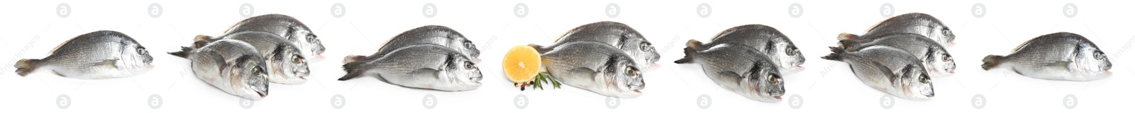Set of fresh raw dorada fish on white background Image of Set of fresh raw dorada fish on white background