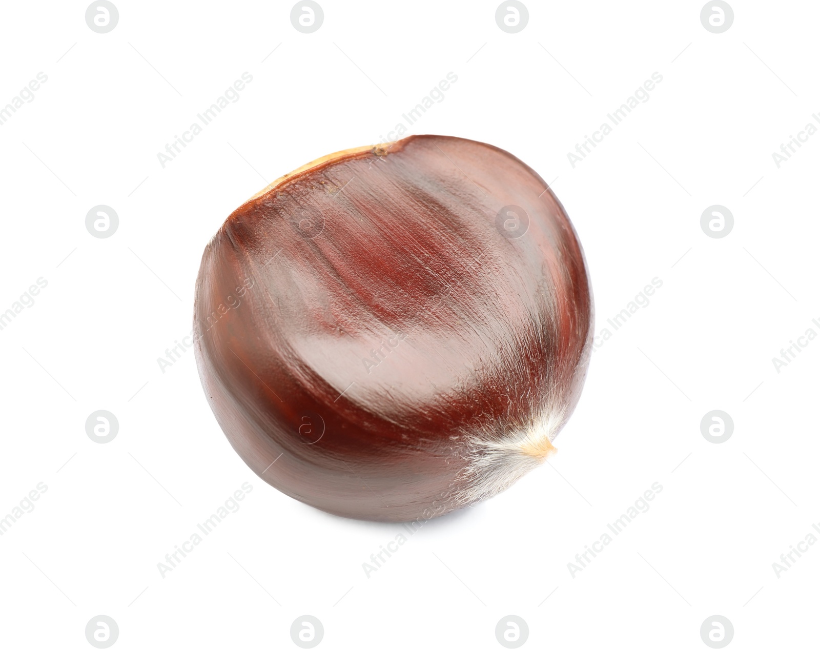 Fresh sweet edible chestnut isolated on white Photo of Fresh sweet edible chestnut isolated on white