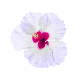Beautiful tropical hibiscus flower isolated on white Image of Beautiful tropical hibiscus flower isolated on white