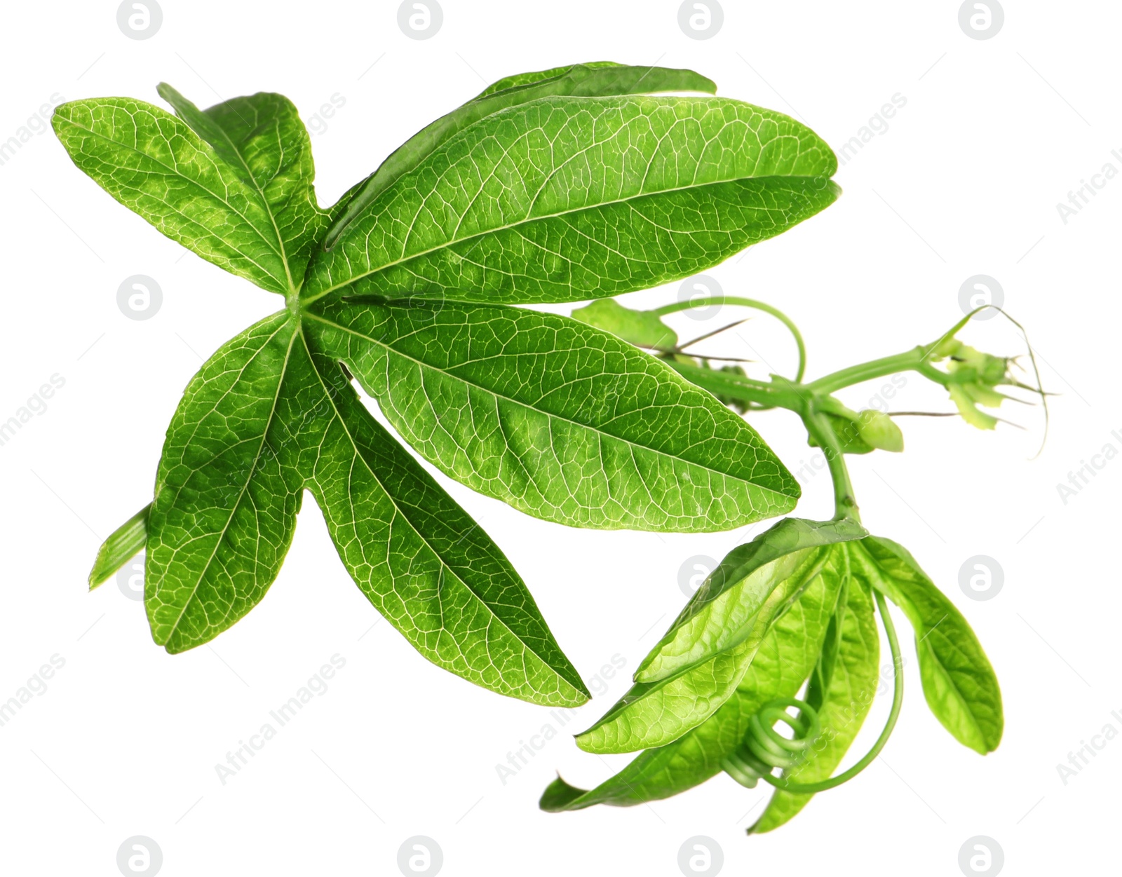Branch of passion fruit plant (Passiflora) isolated on white Photo of Branch of passion fruit plant (Passiflora) isolated on white