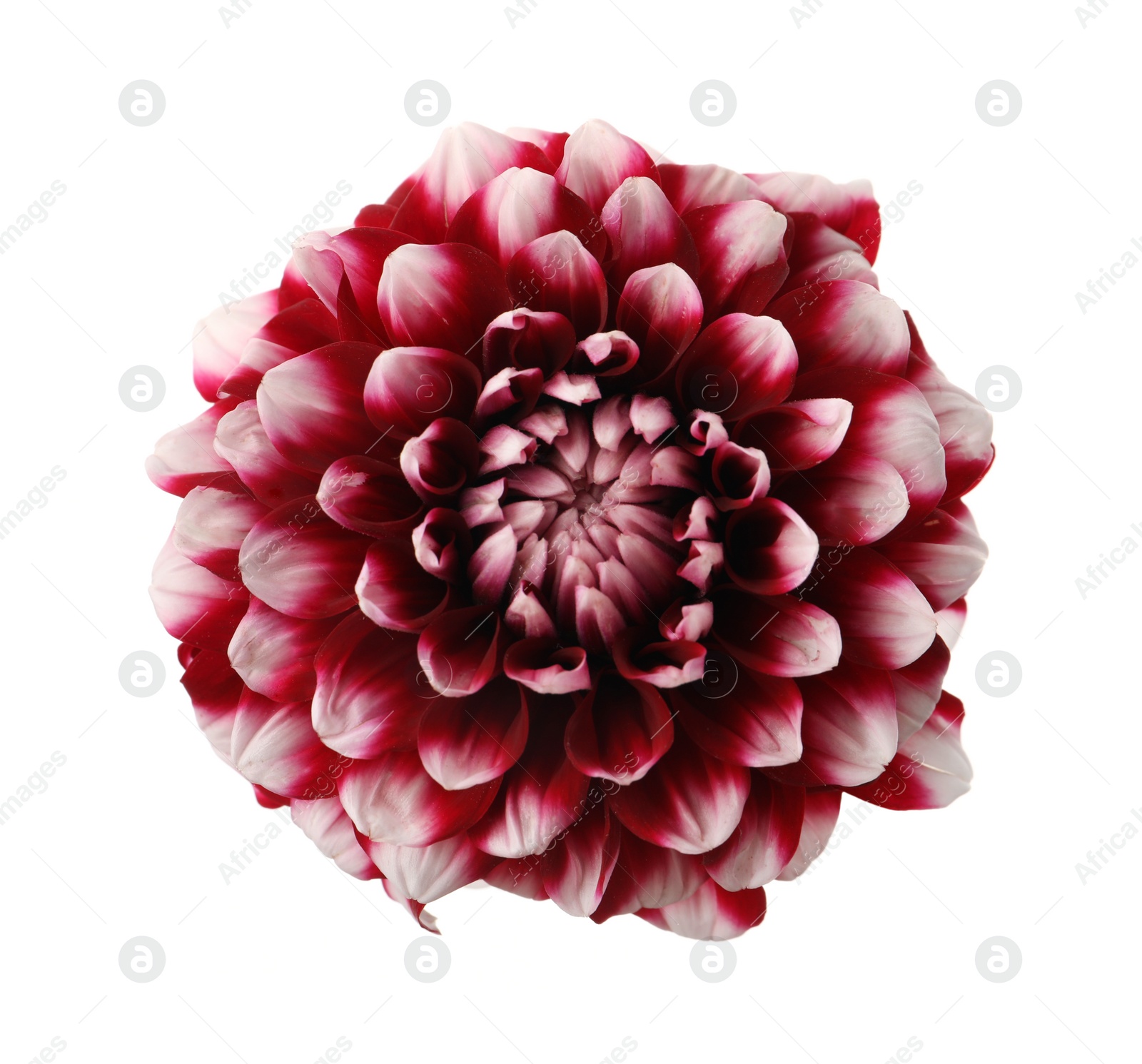 Photo of Beautiful red dahlia flower isolated on white