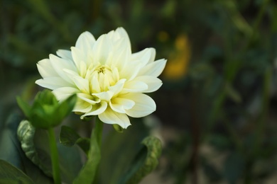 Beautiful blooming white dahlia flower in green garden Photo of Beautiful blooming white dahlia flower in green garden