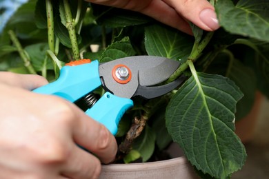 Woman pruning hortensia plant with shears outdoors, closeup Photo of Woman pruning hortensia plant with shears outdoors, closeup