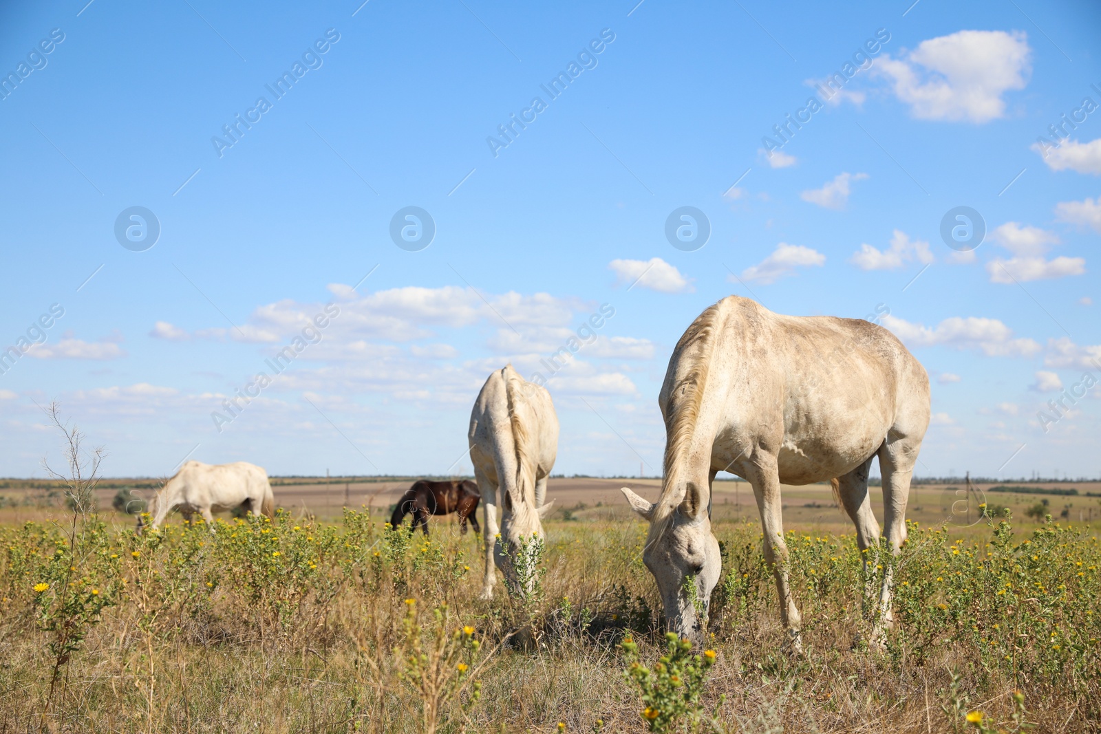 Grey horses grazing on green pasture. Beautiful pet Photo of Grey horses grazing on green pasture. Beautiful pet