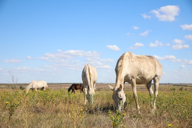 Grey horses grazing on green pasture. Beautiful pet Photo of Grey horses grazing on green pasture. Beautiful pet