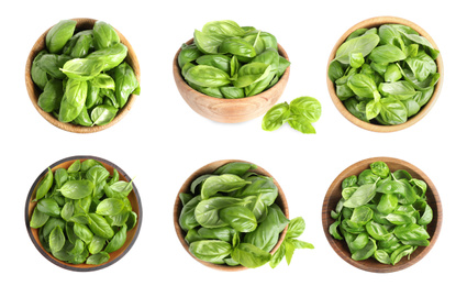 Image of Set of fresh green basil leaves in bowls on white background