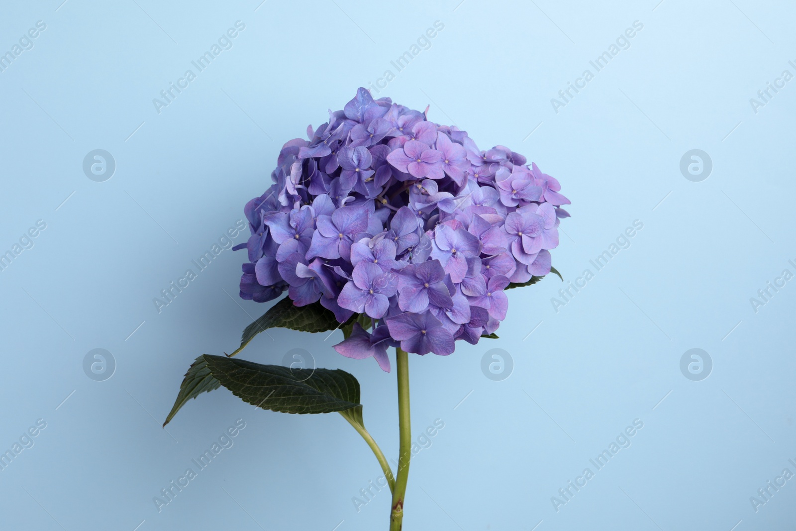 Branch of hortensia plant with delicate flowers on light blue background Photo of Branch of hortensia plant with delicate flowers on light blue background