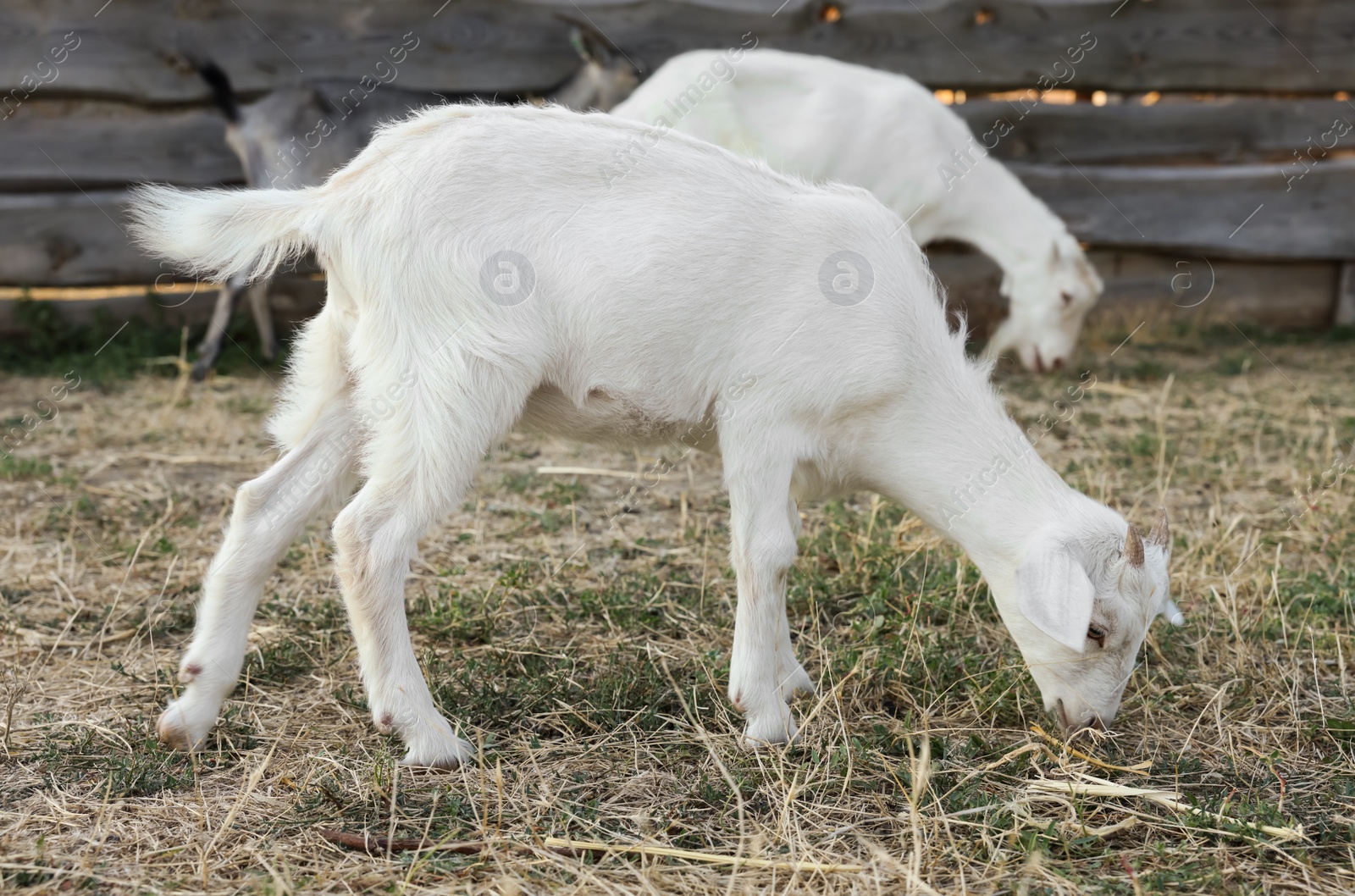 Cute goatling on pasture at farm. Baby animal Photo of Cute goatling on pasture at farm. Baby animal