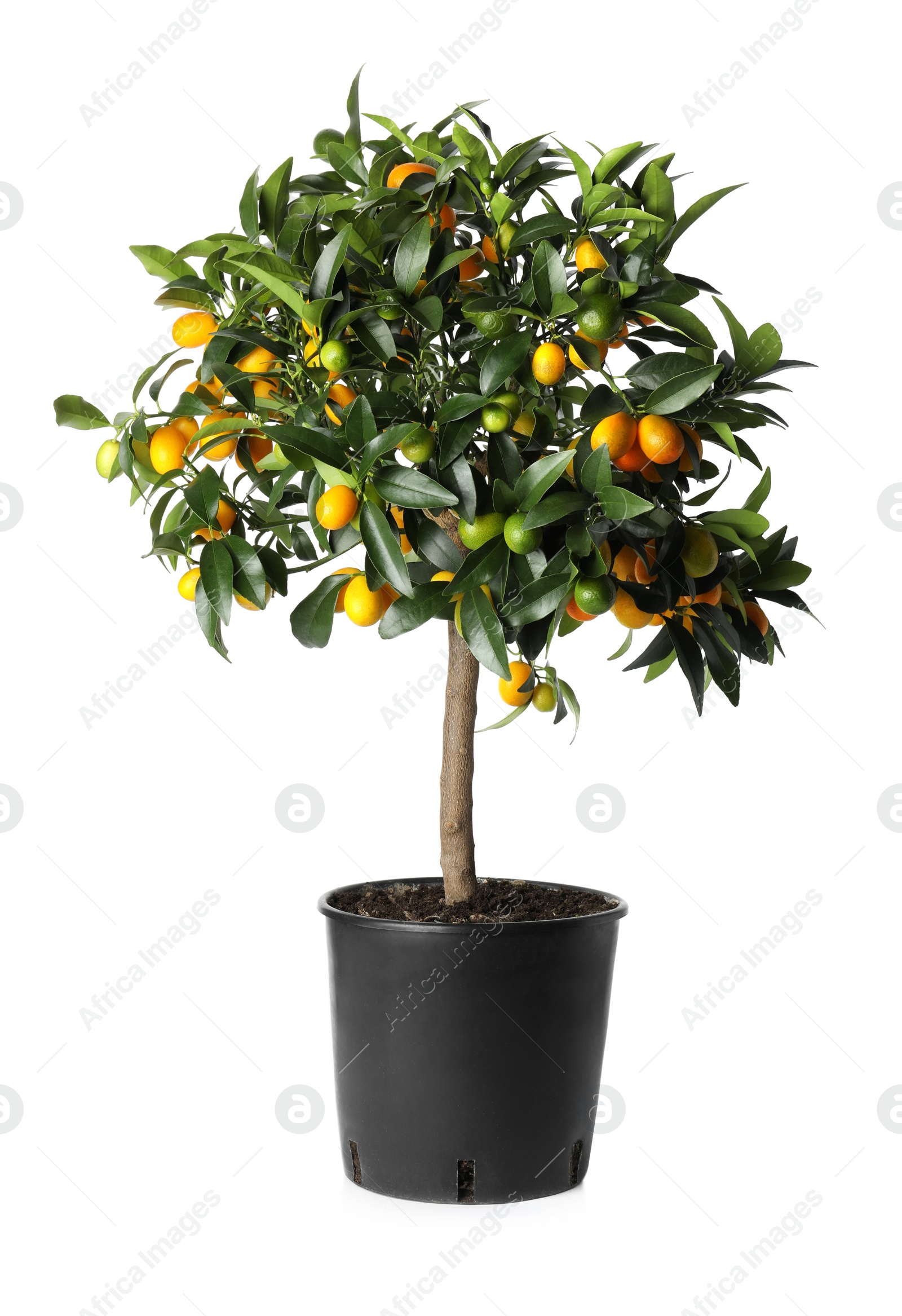 Kumquat tree with ripening fruits in flowerpot isolated on white Photo of Kumquat tree with ripening fruits in flowerpot isolated on white