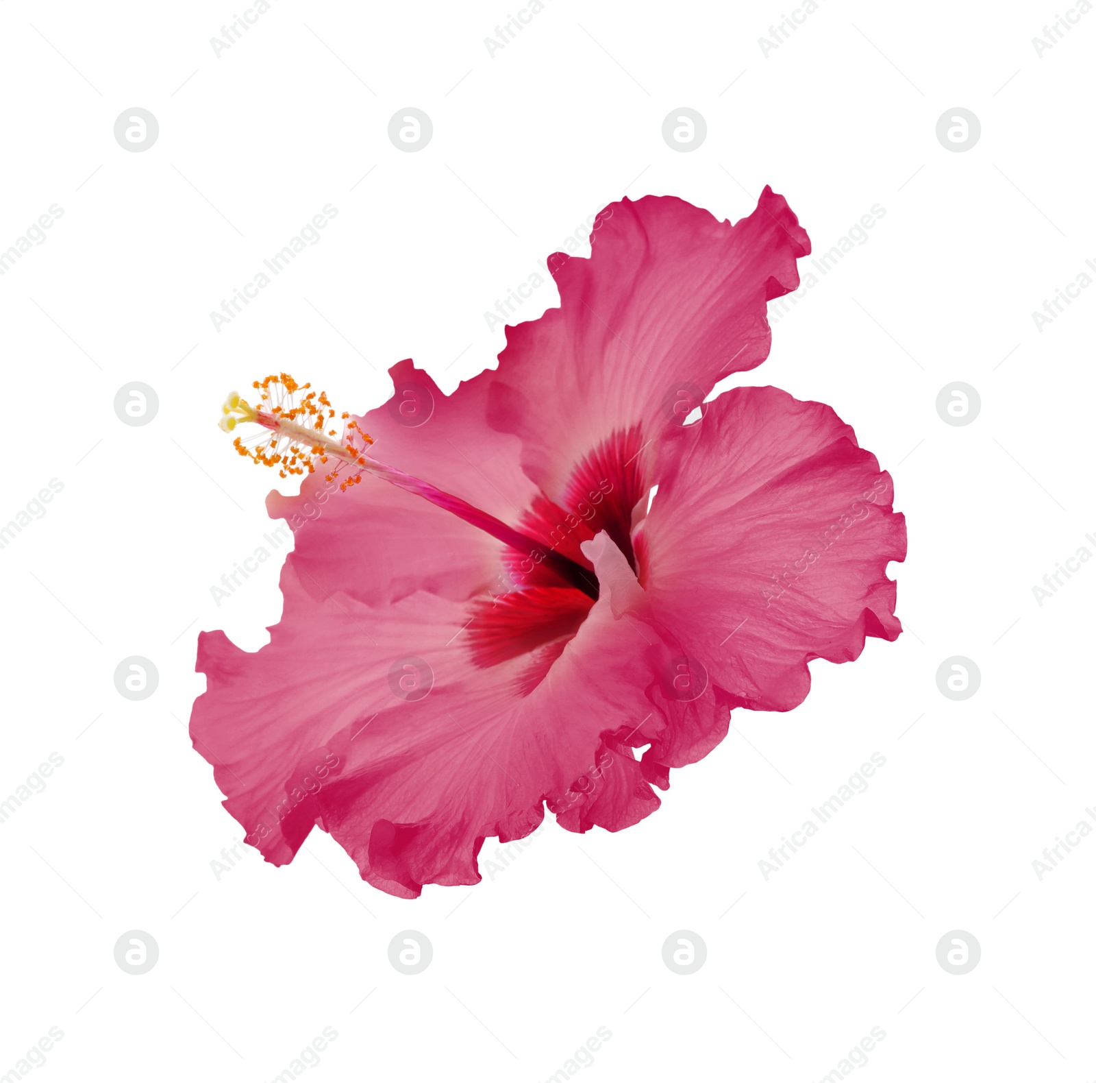 Beautiful tropical hibiscus flower isolated on white Image of Beautiful tropical hibiscus flower isolated on white