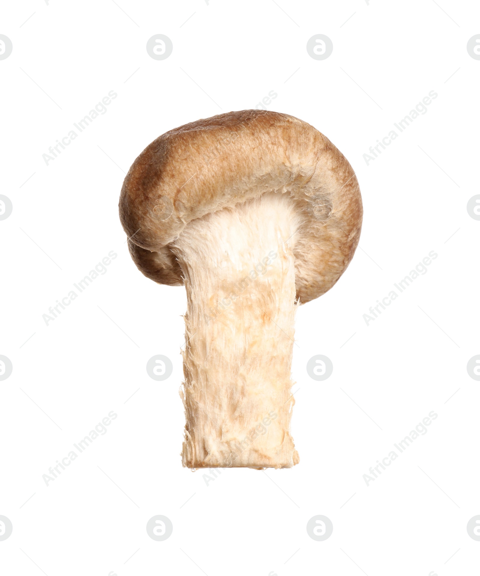 Fresh wild shiitake mushroom isolated on white Photo of Fresh wild shiitake mushroom isolated on white