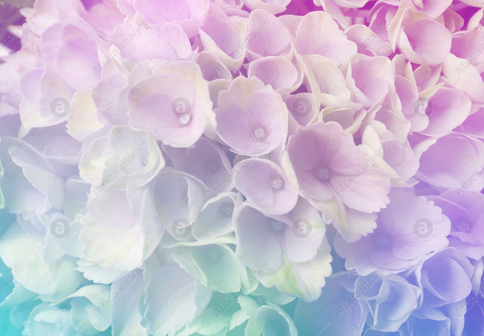 Image of Hortensia plant with beautiful flowers, closeup. Toned in pastel colors