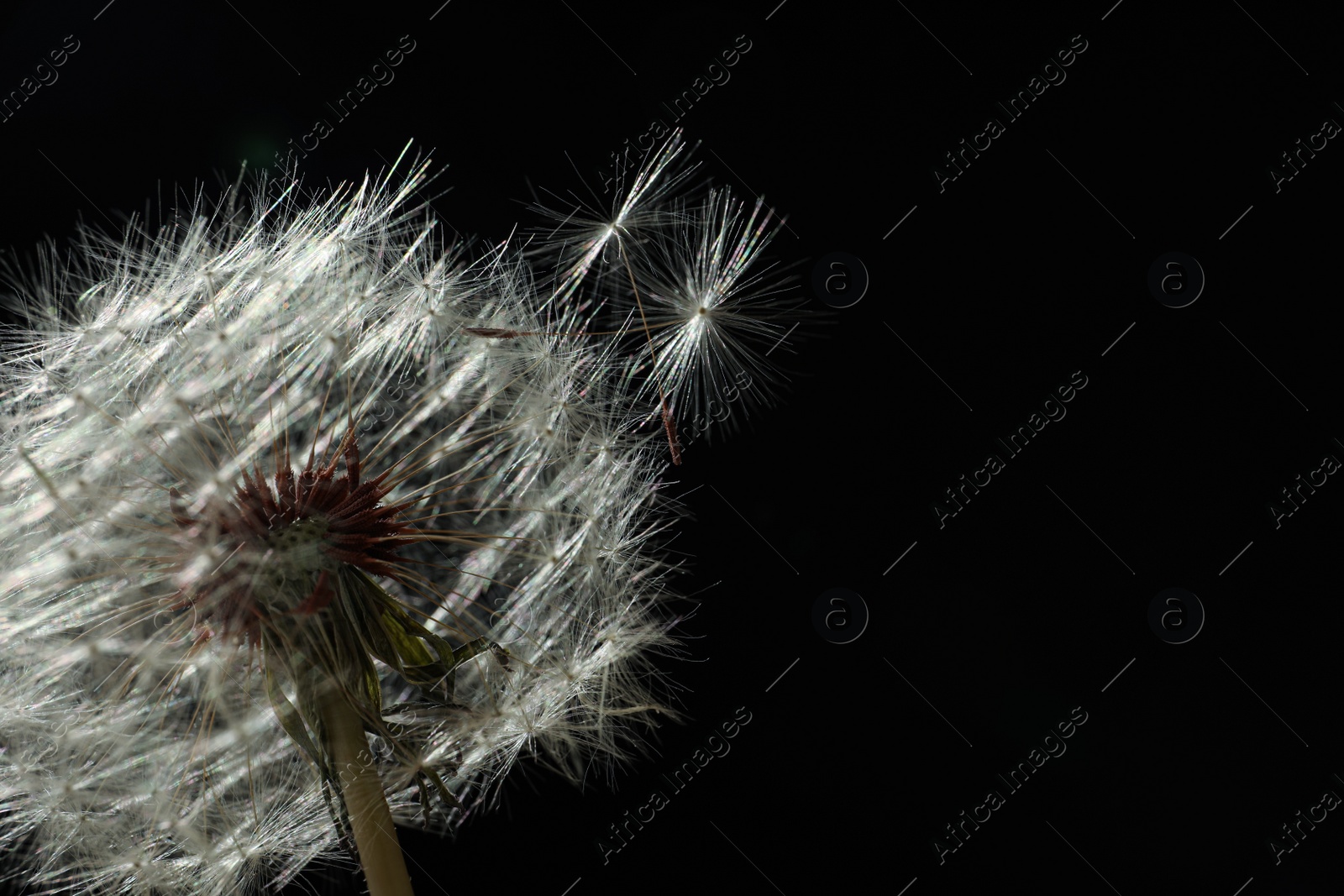 Beautiful dandelion flower on black background, closeup. Space for text Photo of Beautiful dandelion flower on black background, closeup. Space for text