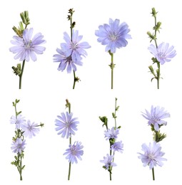 Beautiful tender chicory flowers on white background, collage Image of Beautiful tender chicory flowers on white background, collage
