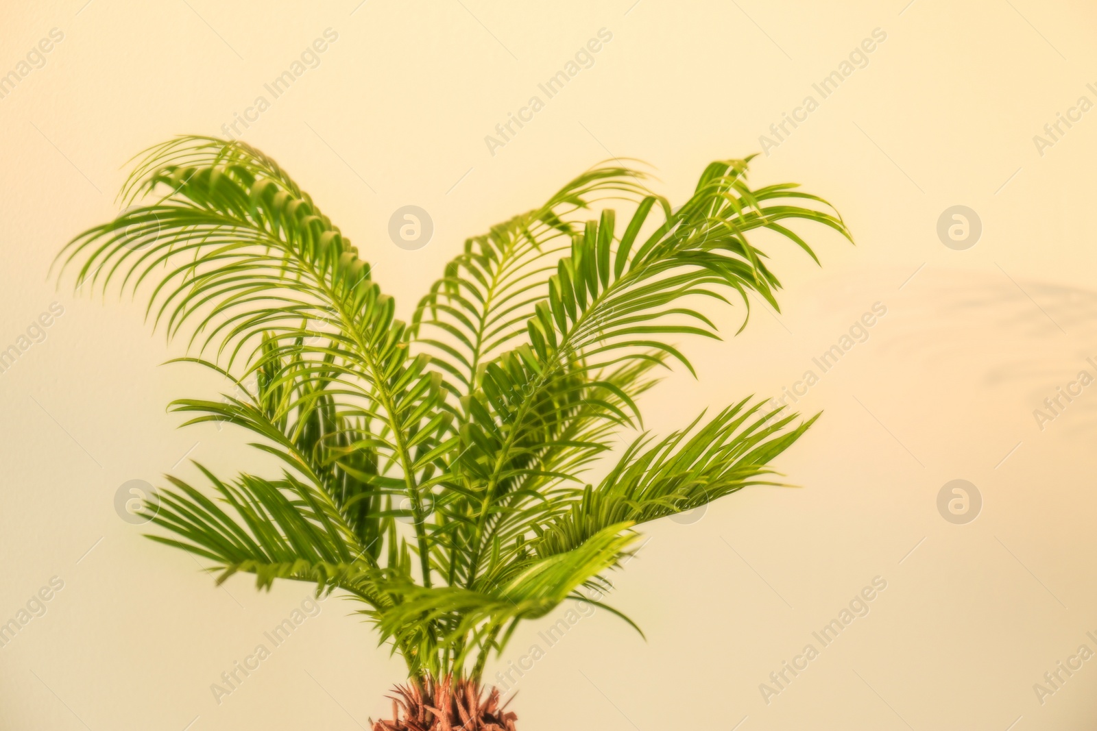Tropical palm with bright green leaves on light background Photo of Tropical palm with bright green leaves on light background