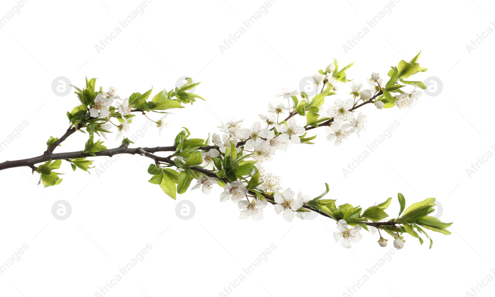 Cherry tree branch with beautiful blossoms isolated on white Photo of Cherry tree branch with beautiful blossoms isolated on white