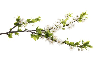Cherry tree branch with beautiful blossoms isolated on white Photo of Cherry tree branch with beautiful blossoms isolated on white
