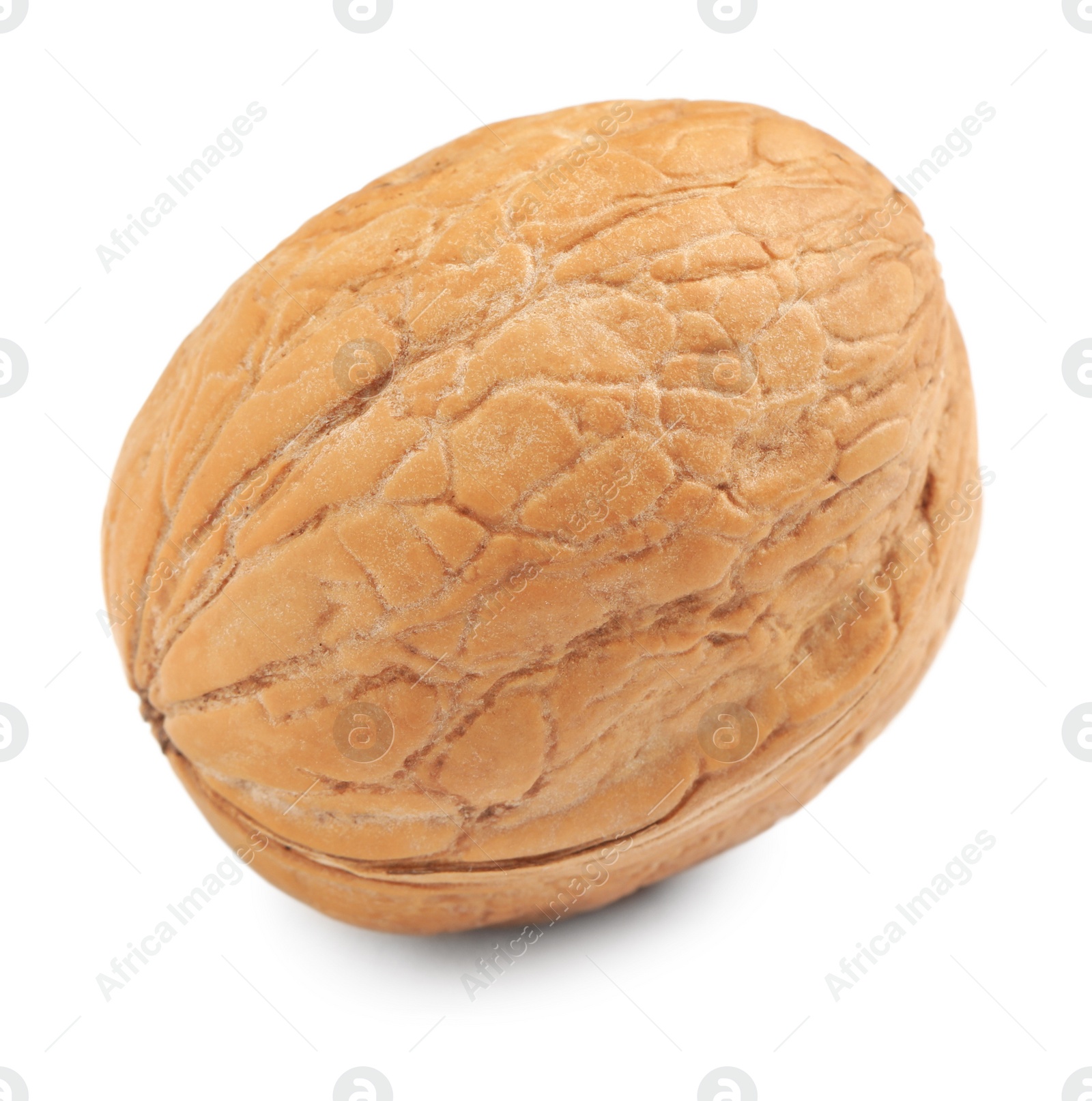 Photo of Whole walnut in shell isolated on white