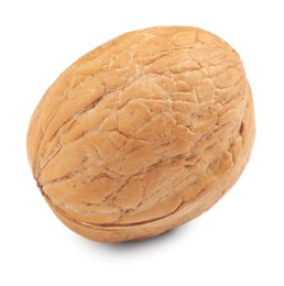 Whole walnut in shell isolated on white Photo of Whole walnut in shell isolated on white