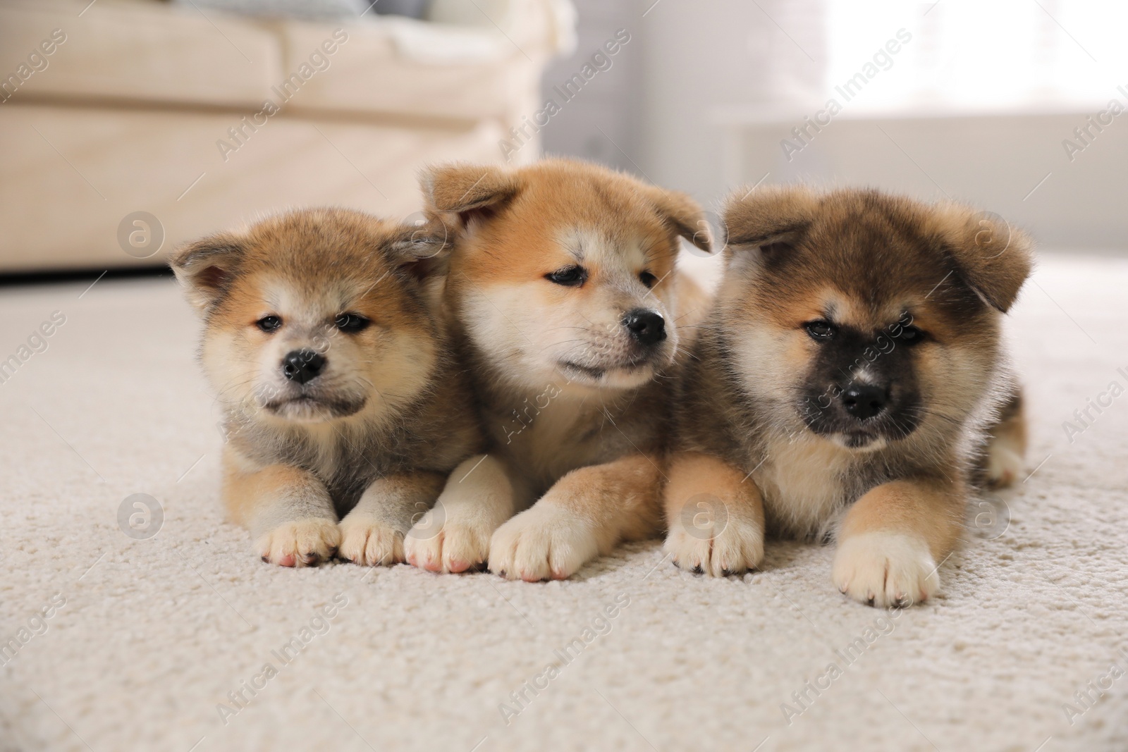 Adorable Akita Inu puppies on carpet indoors Photo of Adorable Akita Inu puppies on carpet indoors