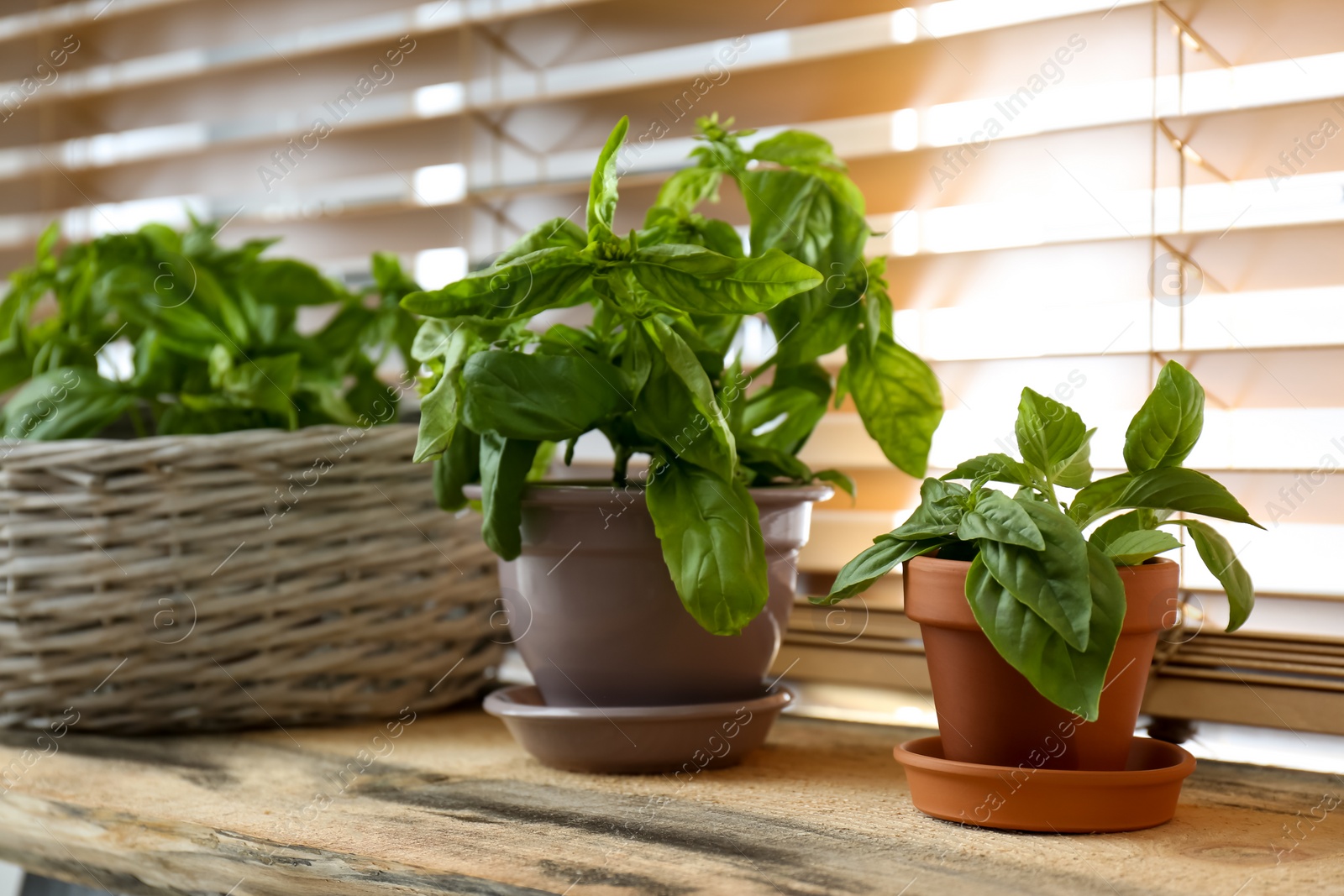 Fresh green basil in pots on wooden window sill Photo of Fresh green basil in pots on wooden window sill