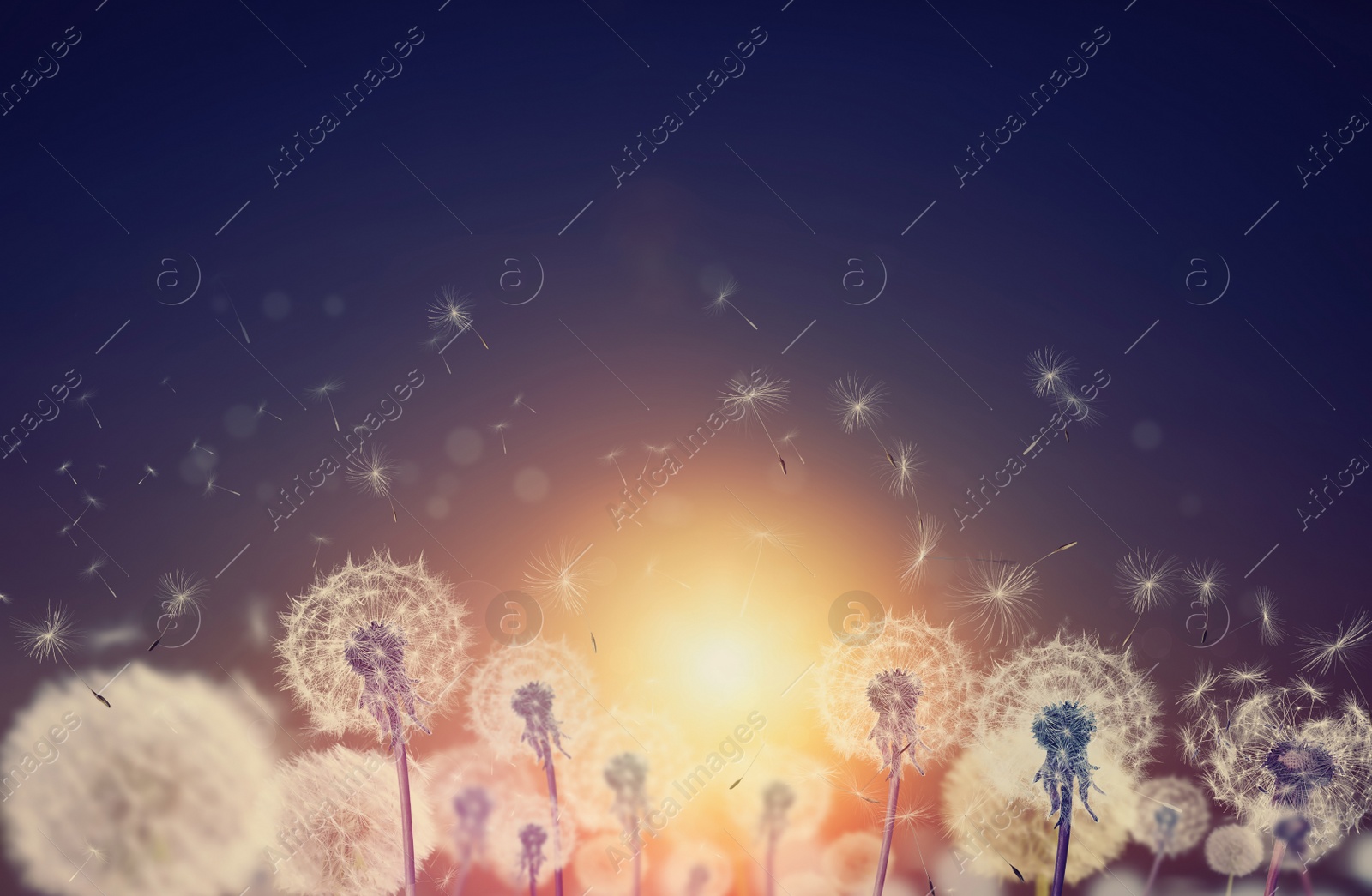 Beautiful fluffy dandelions and flying seeds outdoors at sunset Image of Beautiful fluffy dandelions and flying seeds outdoors at sunset