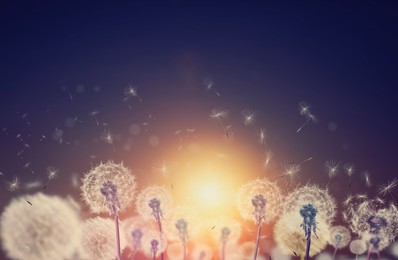 Beautiful fluffy dandelions and flying seeds outdoors at sunset Image of Beautiful fluffy dandelions and flying seeds outdoors at sunset