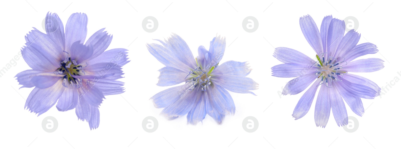 Beautiful tender chicory flowers on white background, collage. Banner design Image of Beautiful tender chicory flowers on white background, collage. Banner design