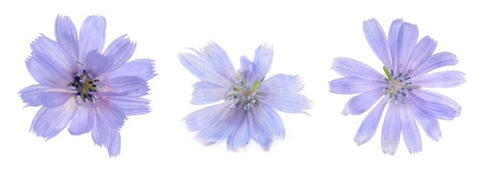 Beautiful tender chicory flowers on white background, collage. Banner design Image of Beautiful tender chicory flowers on white background, collage. Banner design