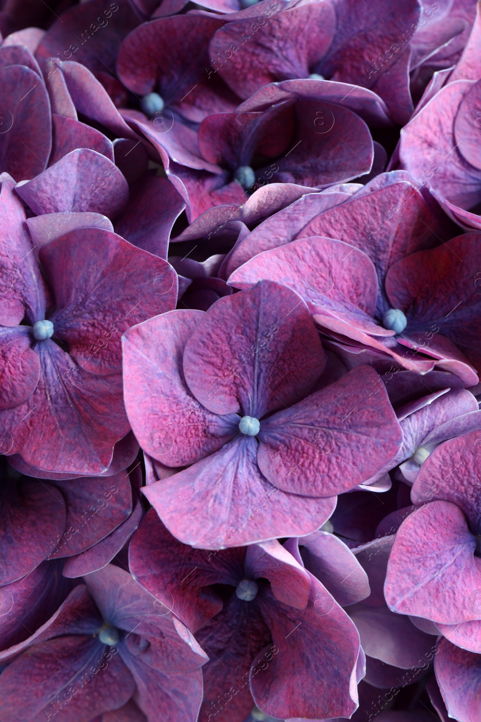 Beautiful violet hortensia flowers as background, closeup Photo of Beautiful violet hortensia flowers as background, closeup