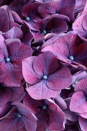 Beautiful violet hortensia flowers as background, closeup Photo of Beautiful violet hortensia flowers as background, closeup
