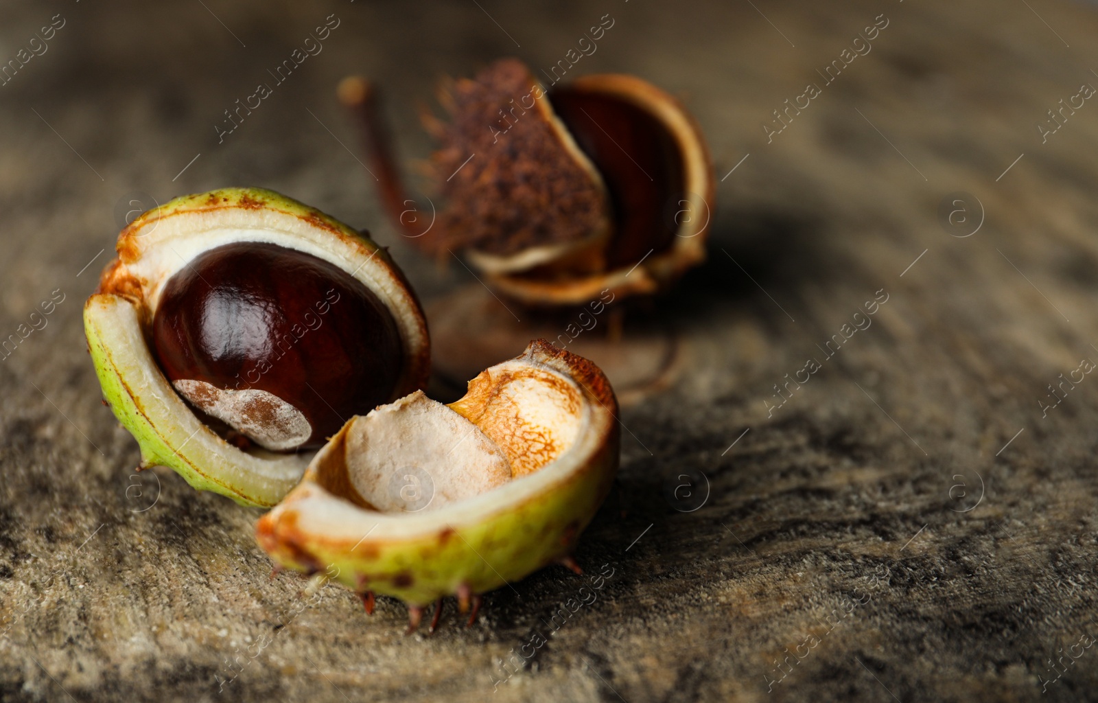Horse chestnuts on wooden table, closeup view. Space for text Photo of Horse chestnuts on wooden table, closeup view. Space for text