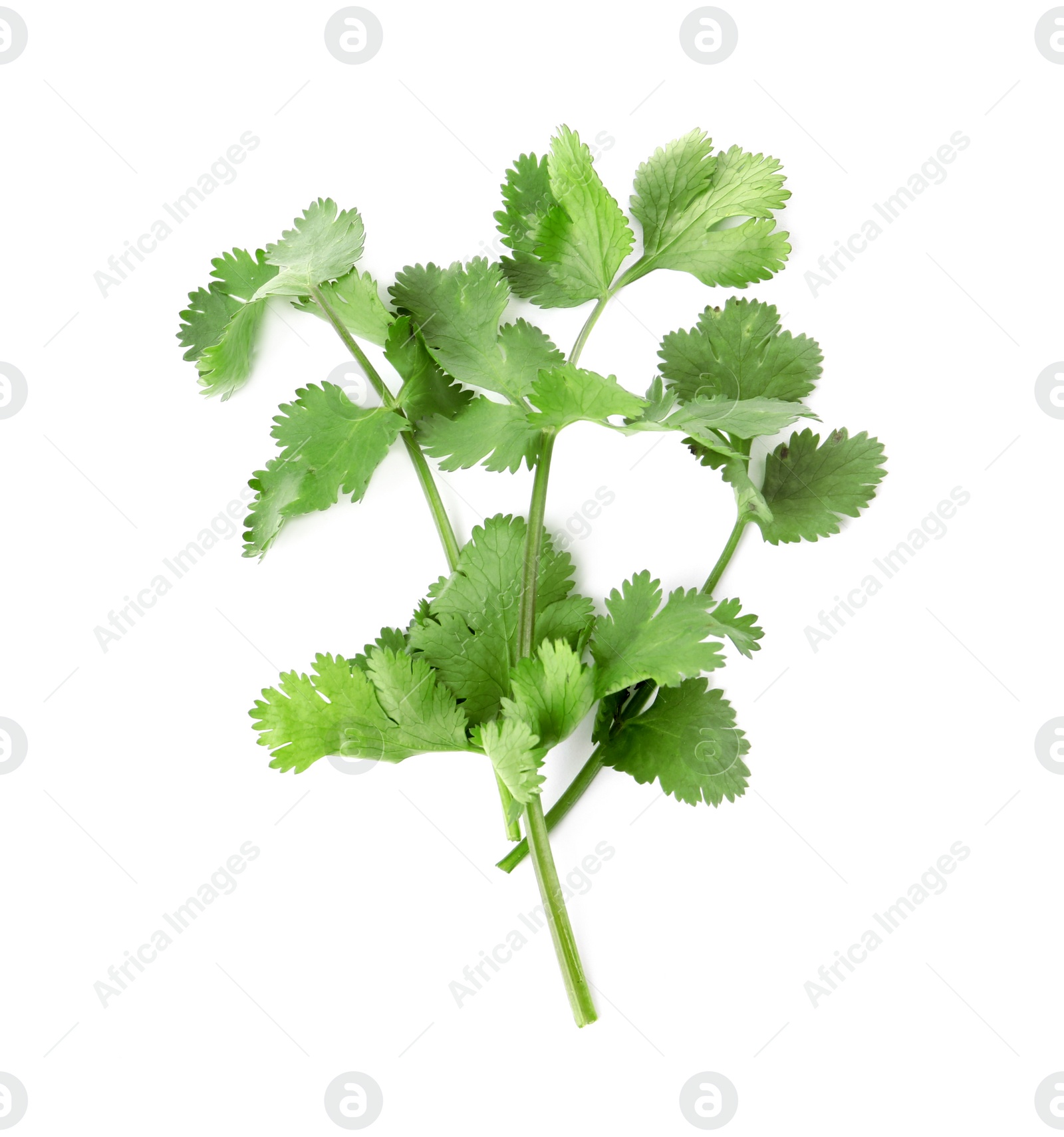 Aromatic fresh green cilantro isolated on white, top view Photo of Aromatic fresh green cilantro isolated on white, top view