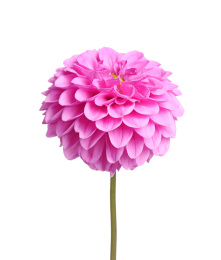 Beautiful pink dahlia flower on white background Photo of Beautiful pink dahlia flower on white background