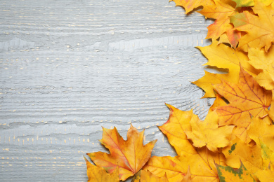 Beautiful autumn leaves and space for text on light grey wooden background, top view Photo of Beautiful autumn leaves and space for text on light grey wooden background, top view