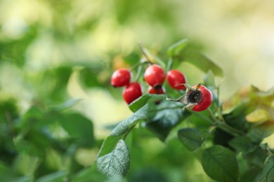 Rose hip bush with ripe red berries in garden, closeup Photo of Rose hip bush with ripe red berries in garden, closeup