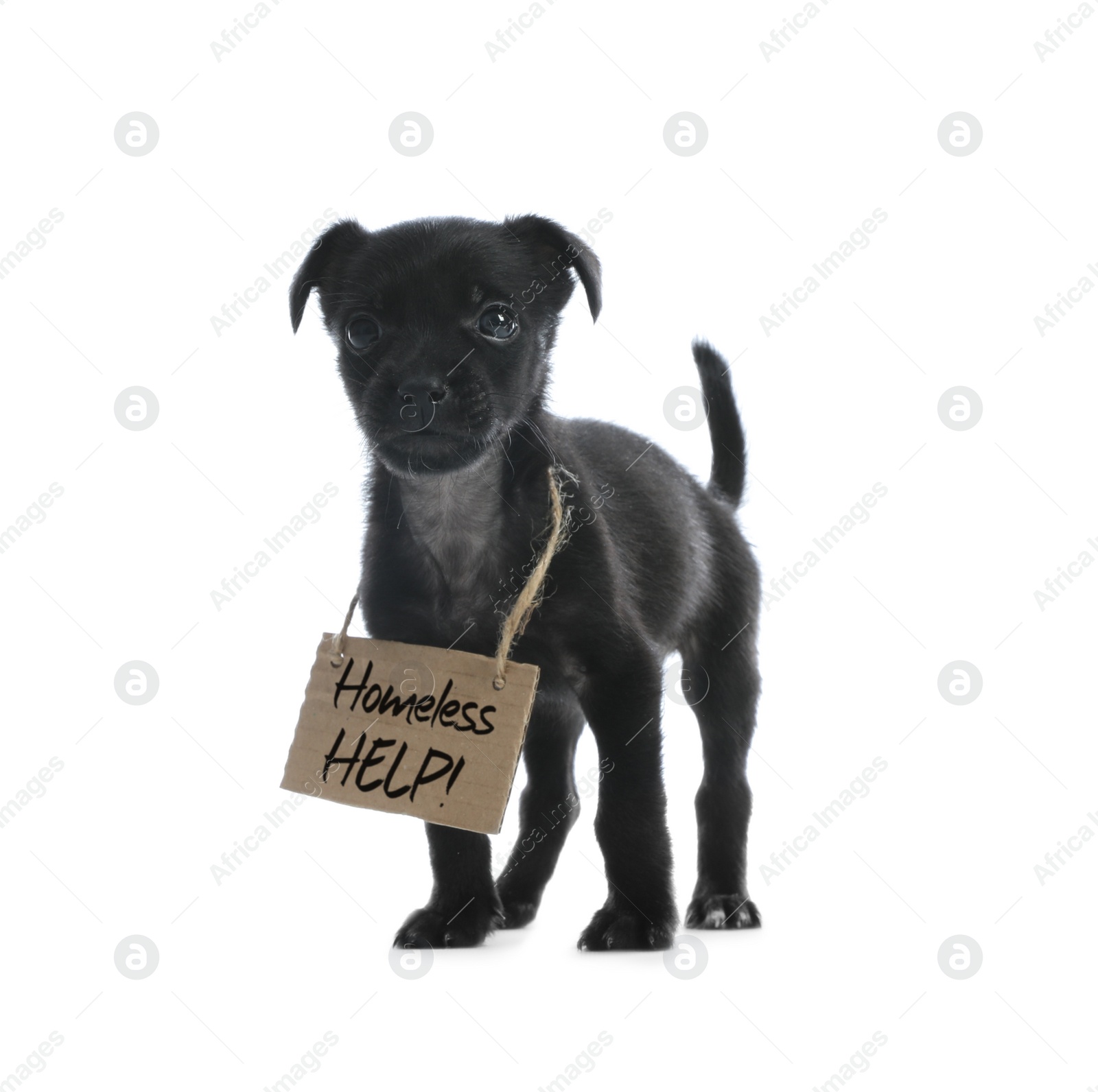 Cute little dog with blank cardboard sign on white background. Homeless pet Photo of Cute little dog with blank cardboard sign on white background. Homeless pet